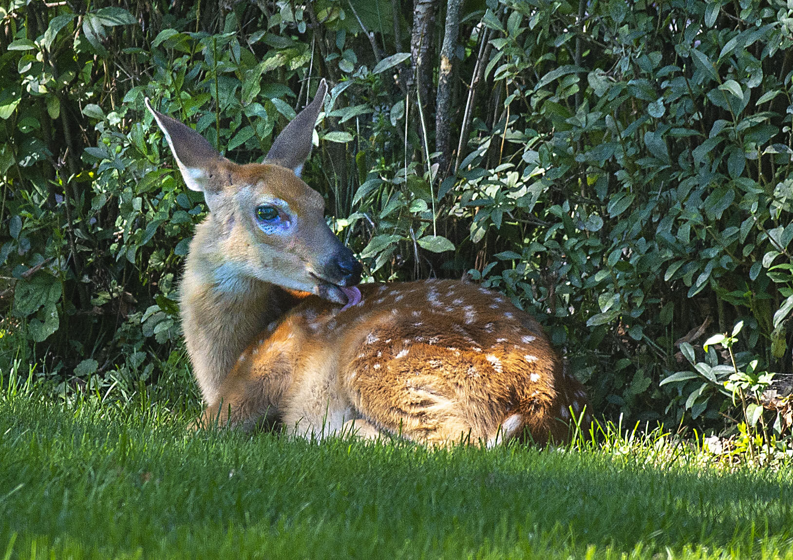 2200901 Fawn Enterprise 2.jpg